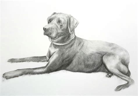 How To Draw A Labrador Lying Down