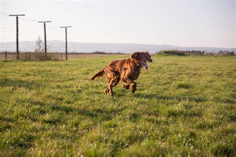 See more of se psem on facebook. Procházka se psem / Walk with dog