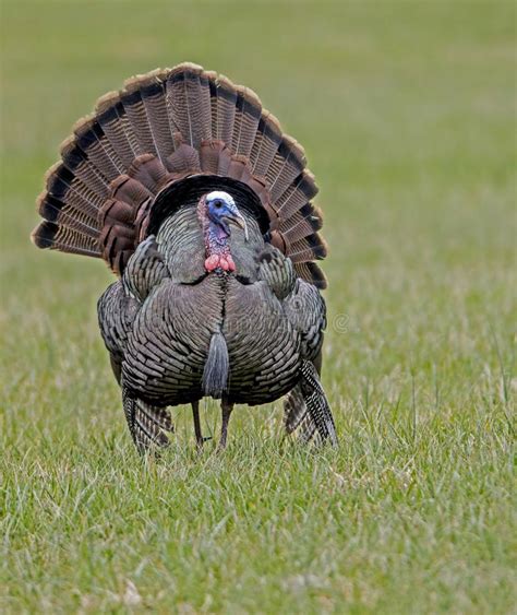 Tom Turkey Spreads His Tail Feathers In A Field Of Green Grass Stock