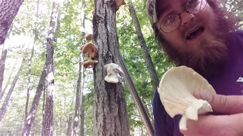 Michigan Wild Oyster Mushrooms Youtube