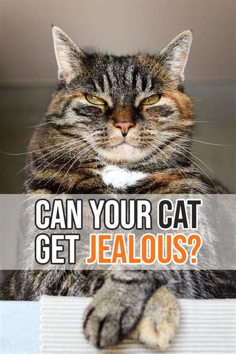 If your jealous girlfriend continually distrusts you to the point of smothering you, consider whether it is i would bet she gets more jealous when there are things going on outside of what happens in your relationship. Do our feline companions get jealous at times? | Cat ...