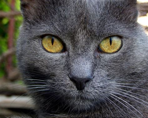 However, the attractive contrast of coat to eyes that translates into such a mysterious effect will make your cat the topic of many future conversations with superstitious guests. Dangerous Black Cat | HD Wallpapers