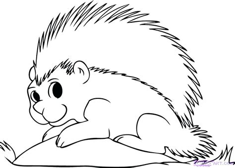 Porcupine Coloring Page At Free Printable Colorings