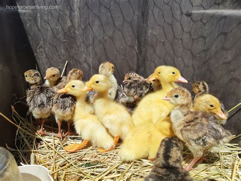 raising ducklings with turkeys 7 tips for success a traditional life