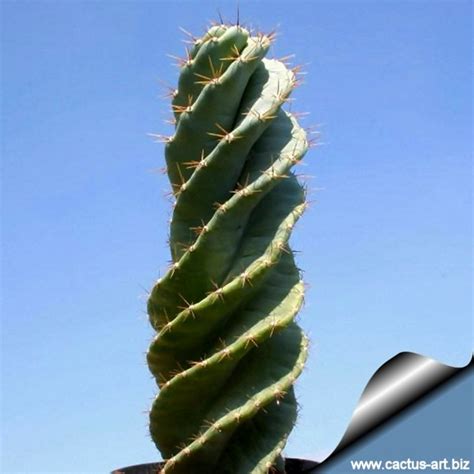 Longue colonne revêtue d'une cire verte ou bleuâtre, se ramifiant à la base. Cereus peruvianus monstruosus