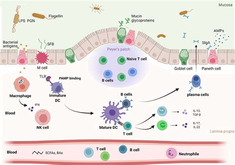 Gut Microbiome In Modulating Immune Checkpoint Inhibitors Ebiomedicine