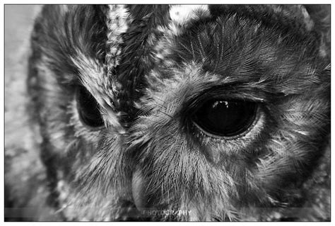 White Owl Owl Eyes Owl