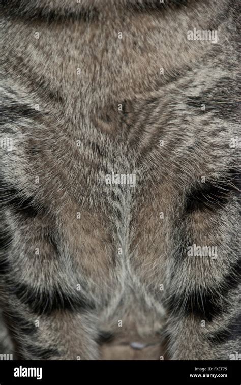 Close Up Of Tabby Pattern In The Fur Of A Domestic Cat Stock Photo Alamy