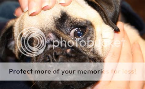 What Is Pug Acne Pet Training And Care
