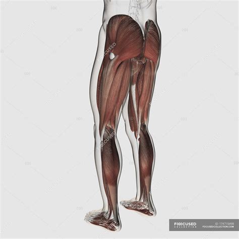 Male Muscle Anatomy Of The Human Legs Posterior View Poster Print Item