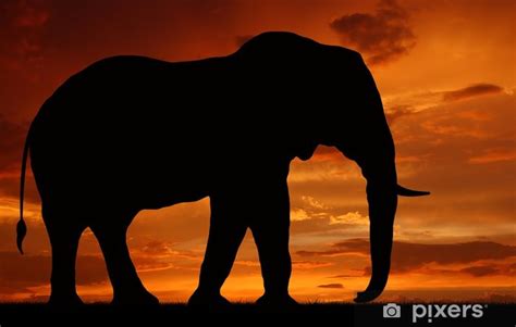 Olifant silhouette | elephant silhouette. Fotobehang Silhouet olifant in de zonsondergang • Pixers ...