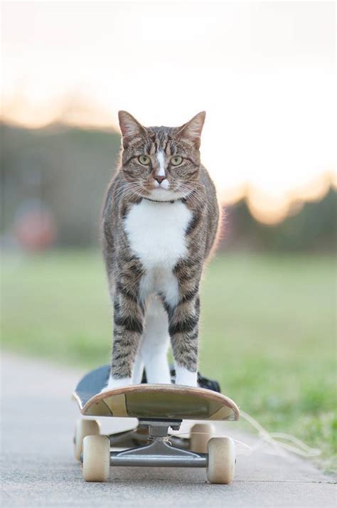 Didga The Cat Pulls Off Some Sick Tricks While Riding On A
