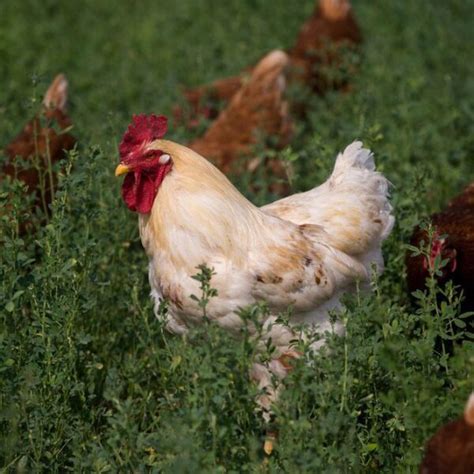 Novogen Brown Egg Layer Chickens Hillside Hatchery