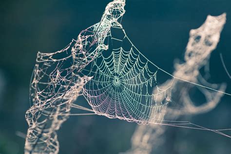 Spider Web In Autumn Stock Photo Image Of Autumn Drop 22415030