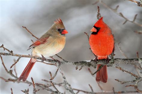 How To Attract Cardinals In Your Houses Backyard Great Tips