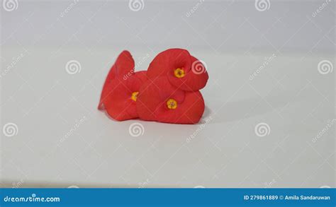 Poppy Flowers on White Background Stock Image - Image of focus, white