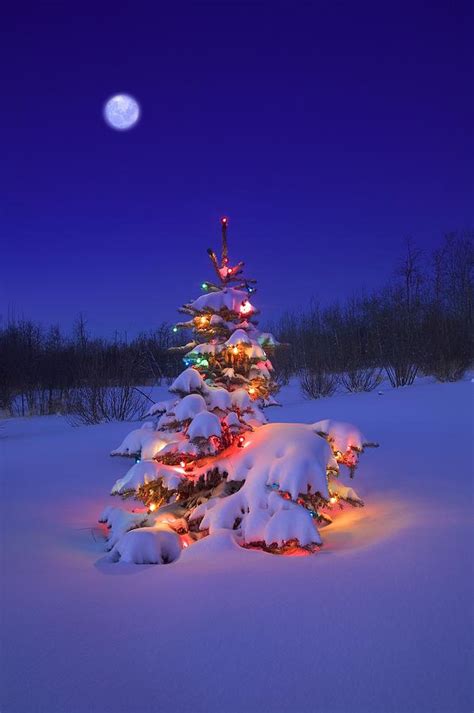 Christmas Tree Glowing Photograph By Carson Ganci Fine Art America