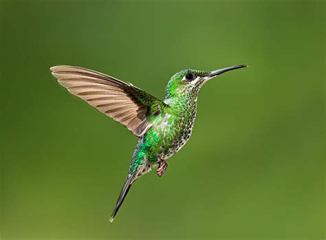 Hummingbird In Flight Photograph By Hali Sowle Fine Art America
