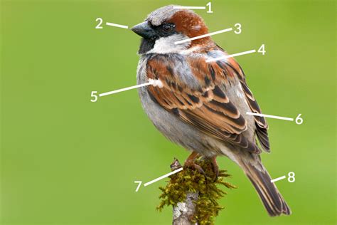 Sparrow Bird Identification Chart