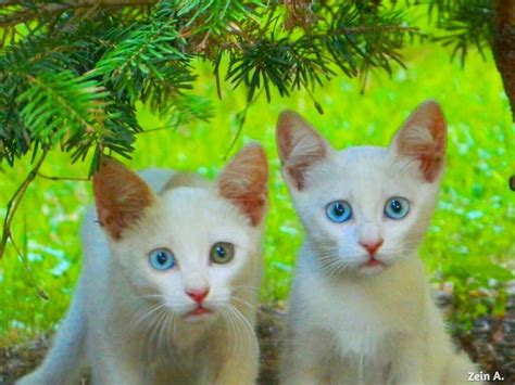 Two kitties wandering in a park in beirut 🐱 awandererinbeirut cats ... (Beirut, Lebanon ...