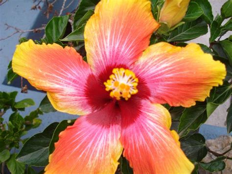 Nancy leaves to cherish david edward moncrief and donna hilton of memphis, tennessee. Pin by Nancy Davey on Flowers | Flowers, Plants, Bloom