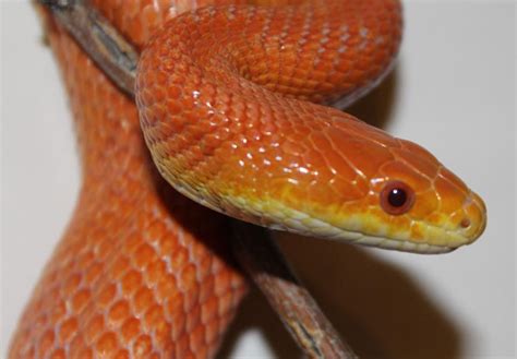 For Sale 2018 Hypo Everglades Rat Snakes Faunaclassifieds