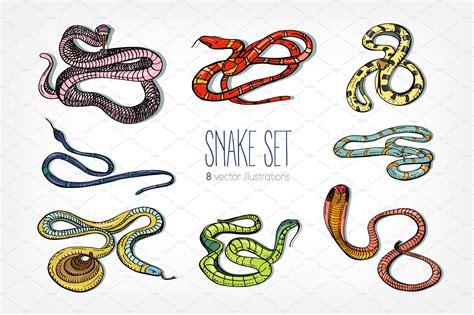 Collection Of Beautiful Snakes Illustrator Graphics Creative Market