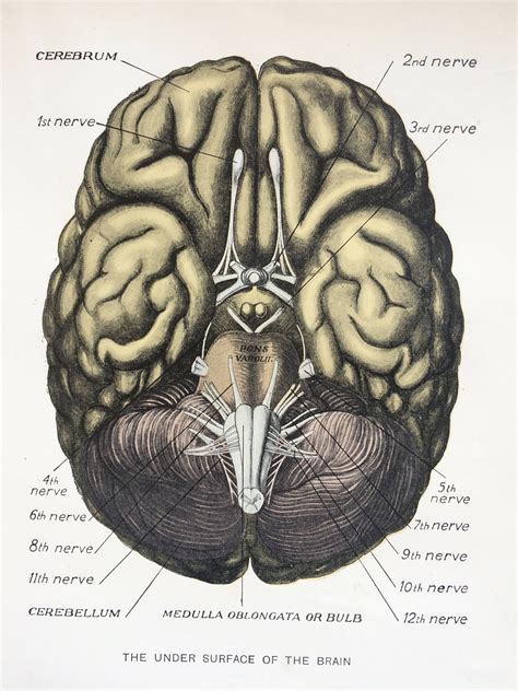 1920s Original Antique Matted Anatomical Print The Under Etsy Uk