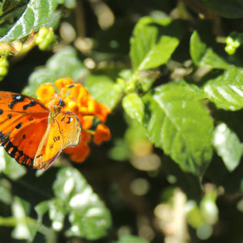 El Sorprendente Significado Espiritual De La Mariposa Naranja Descubre