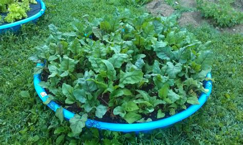 Beets Grown In A Kiddie Pool Used For A Raised Bed Plants