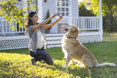 The 8 Best Online Dog Training Certification Programs Of 2021