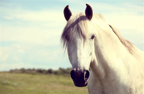 White Horse Wallpapers Pictures Images