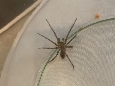 Male Eratigena Agrestis Hobo Spider In Moses Lake Washington United