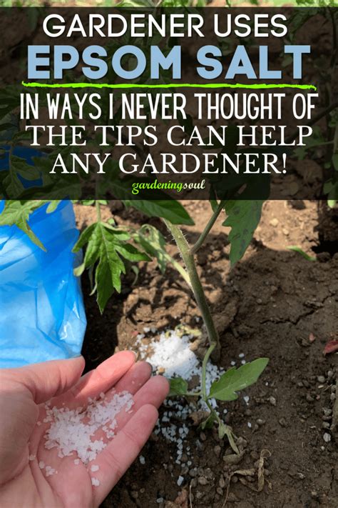 Gardener Uses Epsom Salt In Ways I Never Thought Of The Tips Can Help
