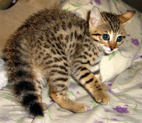 Savannah Cat Characteristics Prices And Pictures