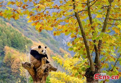 Giant Pandas Poised In Autumn In Sichuan Cn