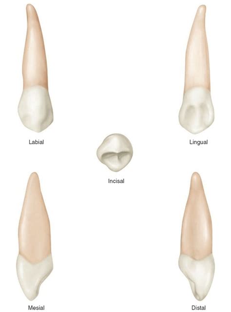 Canine Tooth Anatomy