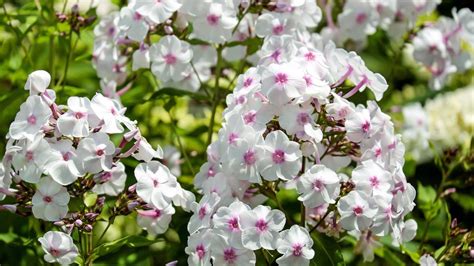 Phlox How To Plant Grow And Care For Phlox Flowers The Old Farmer