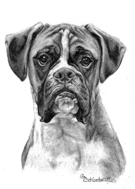 The Boxer Drawing By Genevieve Schlueter Fine Art America