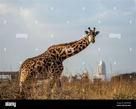 A Giraffe In The Field With Skyline In The Background In The Nairobi