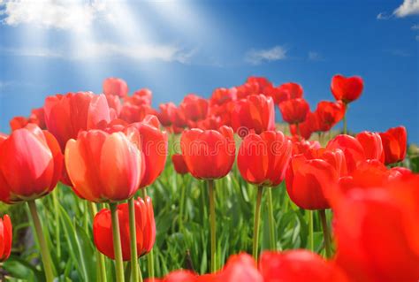 Field Of Red Tulips With Blue Sky Stock Image Image Of Border Plant