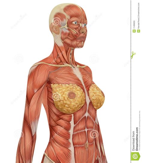 Superficial veins of upper limb , anatomy : Female Musular Anatomy Upper Body Close Up Royalty Free ...