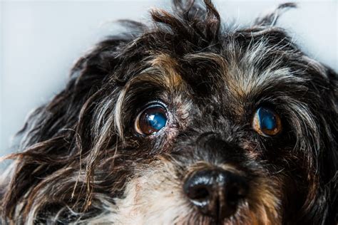 Your Guide To Cataract Surgery For Dogs Cortaro Farms Pet Hospital