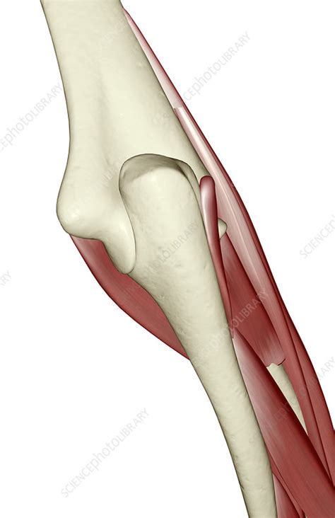 Learn the muscles of the arm with free quizzes, diagrams and worksheets. Muscles of the lower arm - Stock Image - F002/0705 ...