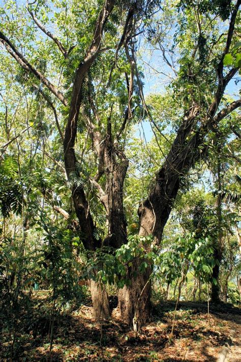 Great Narra Tree And Vegetation Philippines Stock Image Image Of