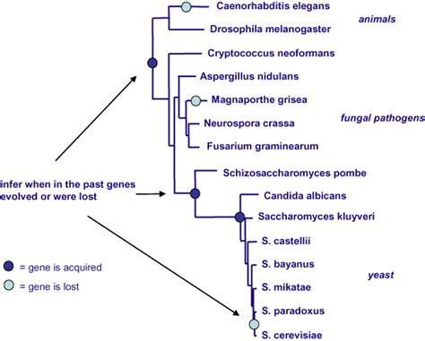 Phylogenetic Tree Of Eukaryote Species Phylogenetic Tree Of Fifteen