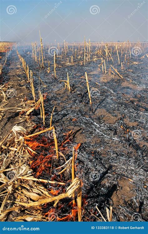 Burning Biomass Corn Field Fire Stock Photo Image Of Field Land