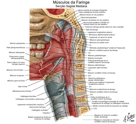 Lista Foto Anatom A De La Faringe Y Laringe Alta Definici N