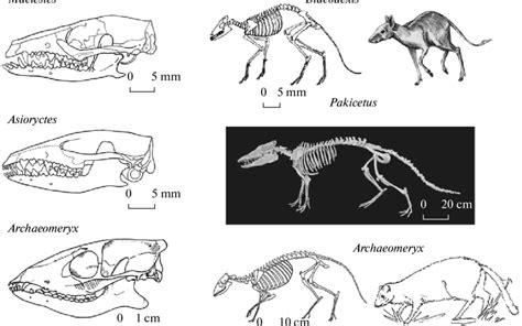 Late Cretaceous Eutheria And Early Middle Eocene Cetartiodactyla