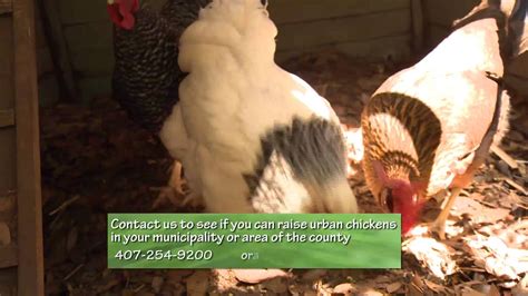 Central Florida Gardening Raising Urban Chickens Youtube